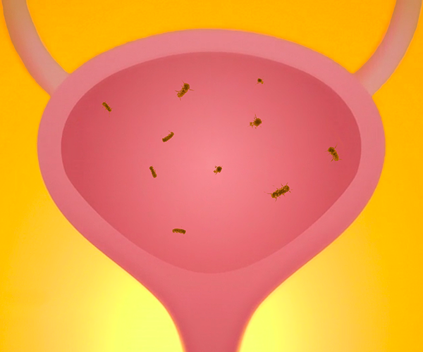 Urinary tract