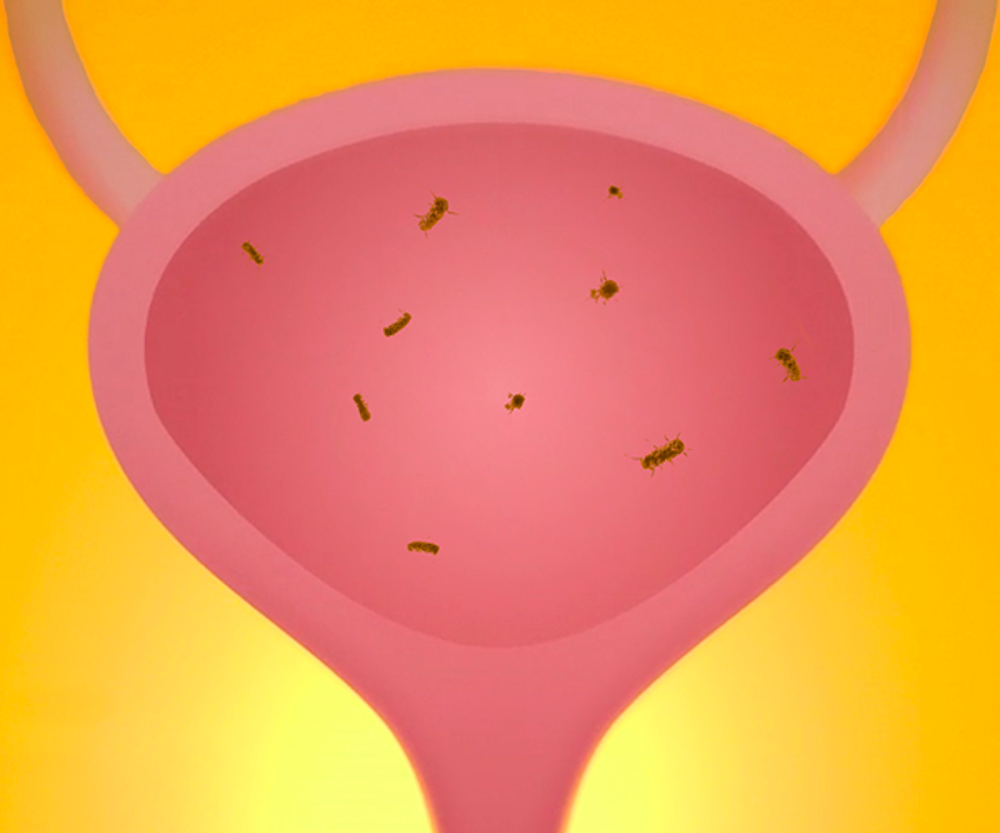 Urinary tract